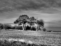 3 Trees by Sarah Couzens