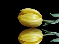 Mirrored Tulip by Sarah Couzens
