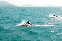 Dolphins von Andreas Jontsch