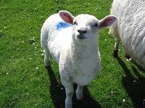 Irish lamb von Azzurra Di Pietro