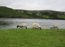 Wild Irish Sheep by Azzurra Di Pietro