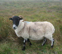 Irish sheep  by Azzurra Di Pietro
