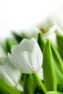 Weiße Tulpen von Nailia Schwarz