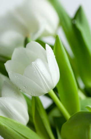 White-tulips-02