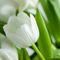 White-tulips-02