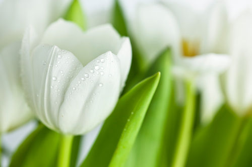 White-tulips-03