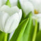 White-tulips-03