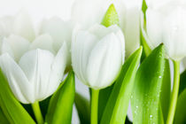 Weiße Tulpen von Nailia Schwarz