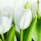White-tulips-04