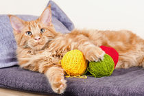 Maine Coon cat by holka
