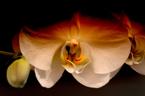 Orchid-artistry