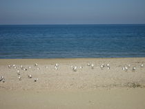 Seabirds by Azzurra Di Pietro