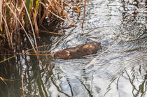 Water Vole Swimming by Graham Prentice