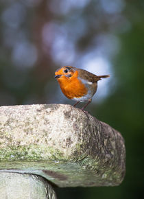 Robin on Birdbath by Graham Prentice