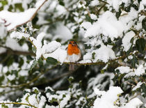 Robin Perched On Snowy Holly Branch by Graham Prentice