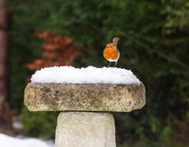 Robin in Snow by Graham Prentice