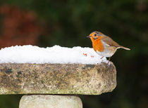 Robin in Snow by Graham Prentice