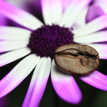 Kaffeebohne auf Aschenblume mit Wassertropfen von Falko Follert