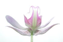 weiße Orchidee von Christine Bässler