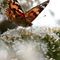 Schmetterling1