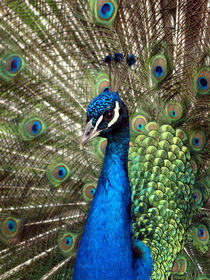 Radschlagender, blauer Pfau (peacock) von Dagmar Laimgruber