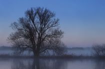 Baum am Fluss ( links ) by Bernhard Kaiser