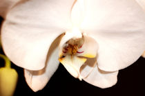 Orchid Beauty von Milena Ilieva