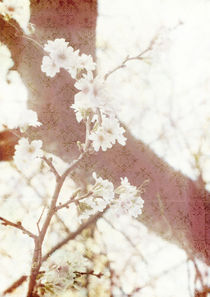 Spring in Tokyo von Sybille Sterk