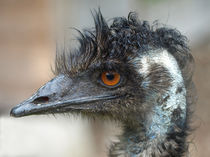 Cooler Typ (Emu) von Dagmar Laimgruber
