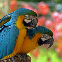 Papageien (parrots) Gelbbrustara by Dagmar Laimgruber