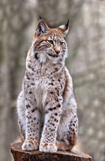 Luchs by Wolfgang Dufner