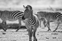 Zebras by Wolfgang Cezanne
