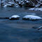 Snow-and-beaver-0392-2