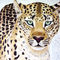 Der-leopard