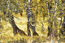 The birch forest by Odon Czintos