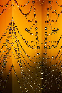 Spiderweb reflections by Odon Czintos