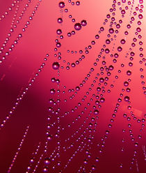 The red web by Odon Czintos
