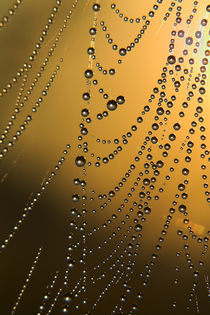 The gold web by Odon Czintos