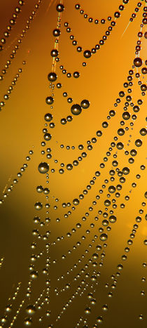 Water drops in the web by Odon Czintos