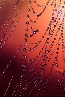 The red spiderweb von Odon Czintos