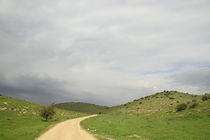 A road in a green desert by Hanan Isachar