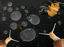Snails in the ice by Odon Czintos