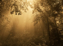 Light forest by Odon Czintos
