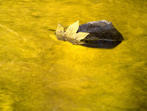 Yellowe leaf by Odon Czintos