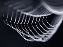 Light spiderweb von Odon Czintos