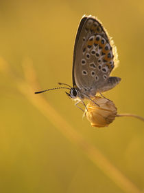 Butterfly by Odon Czintos