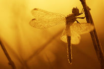 Dragonfly by Odon Czintos