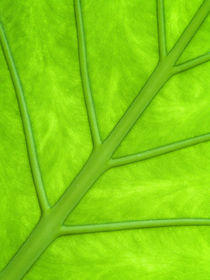 Green leaf by Odon Czintos