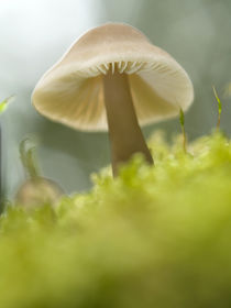 The mushroom by Odon Czintos