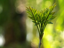 The green leaf von Odon Czintos